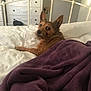 animal, bed, bedroom, blanket, brown_dog, canine, cozy, dog, ears, fur, furniture, home, indoor, looking_back, pet, purple_blanket, quiet, resting, sleepy, white_comforter