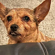 Bella is registered to the contest to win money with this photo: dog, pet, close_up, ears, fur, leather, curious, peeking, carpet, indoors, animal, cute, scruffy, face, snout, teeth, brown, small_dog, expression, portrait