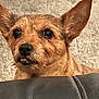 dog, pet, close_up, ears, fur, leather, curious, peeking, carpet, indoors, animal, cute, scruffy, face, snout, teeth, brown, small_dog, expression, portrait