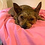 animal, bed, blanket, closeup, comfort, cozy, cute, dog, ears, expression, fur, indoor, pet, pink, relaxing, resting, sleepy, small_dog, texture, warm