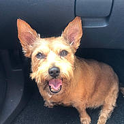 Bella joined the competition — help win amazing prizes! animal, brown_fur, canine, car_floor, car_interior, companion, cute, dog, domestic_animal, ears, friendly, fur, happy, looking_up, mouth_open, pet, sitting, small_dog, smiling, tongue