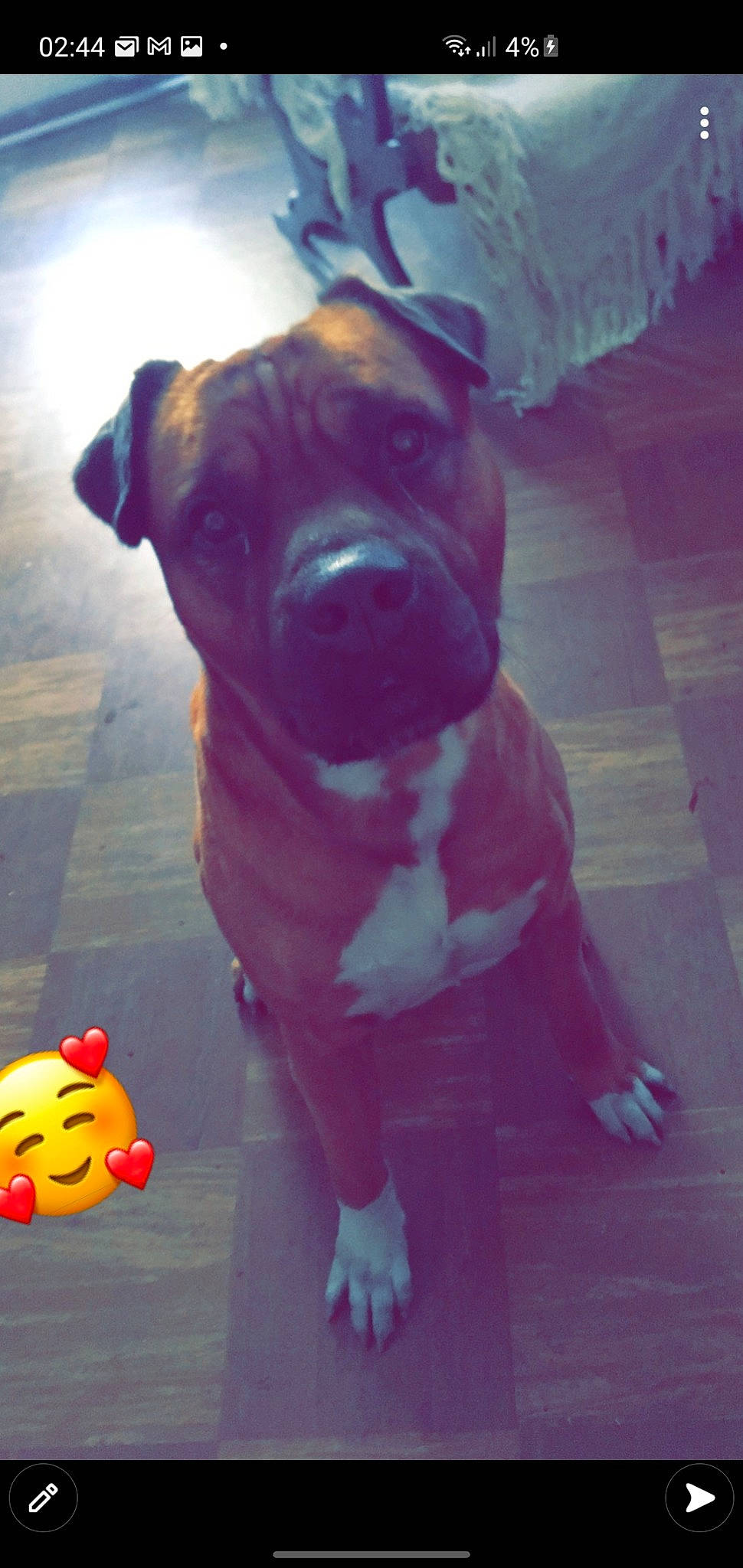 Djack a rejoint le concours — aidez-le/la à gagner de superbes lots ! bath_toy, boxer, carnivore, cloud, companion_dog, dog, dog_breed, dog_collar, fawn, guard_dog, molosser, plant, snout, sporting_group, toy, toy_dog, whiskers, working_animal, working_dog, wrinkle