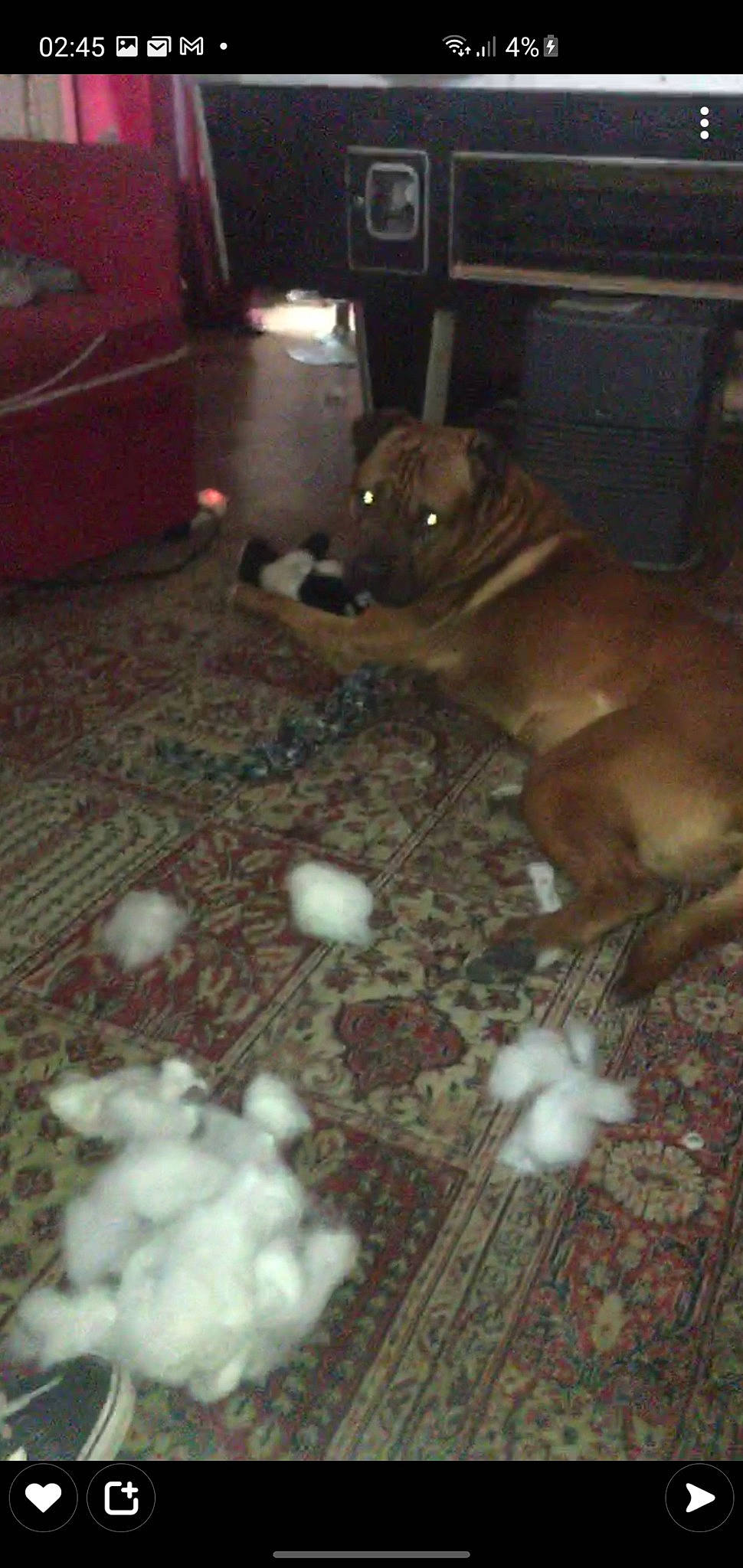 Djack participe au concours pour gagner de l'argent avec cette photo : canidae, carnivore, companion_dog, dog, dog_breed, fawn, felidae, floor, flooring, fur, hardwood, liver, mammal, snout, sporting_group, tail, vertebrate, whiskers, wood, working_animal