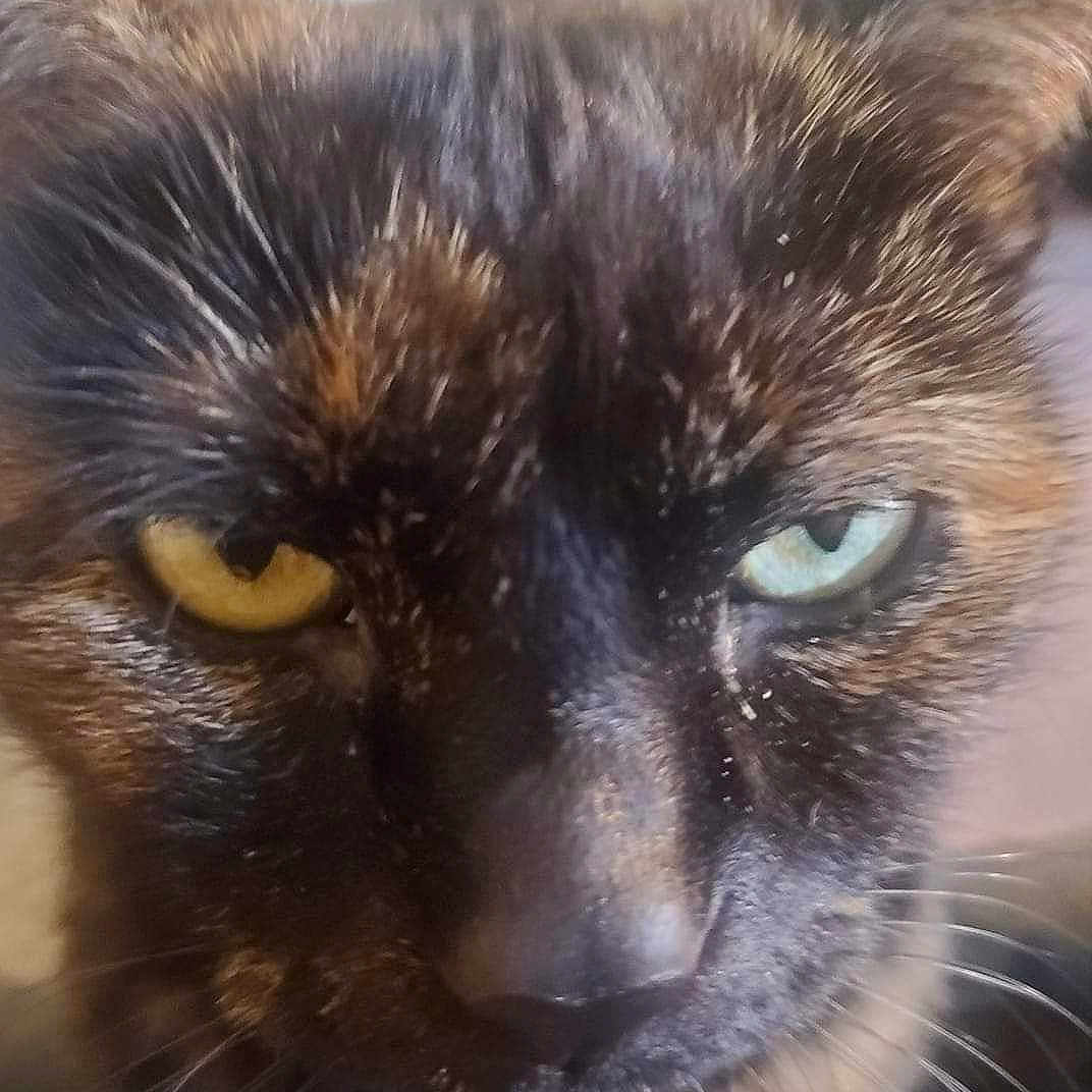 Baby Rayne Hoffman joined the competition — help win amazing prizes! abyssinian, angora, animal, blackcat, brasssection, cat, egyptiancat, horn, kitten, manx, musicalinstrument, pet, siamese, snout