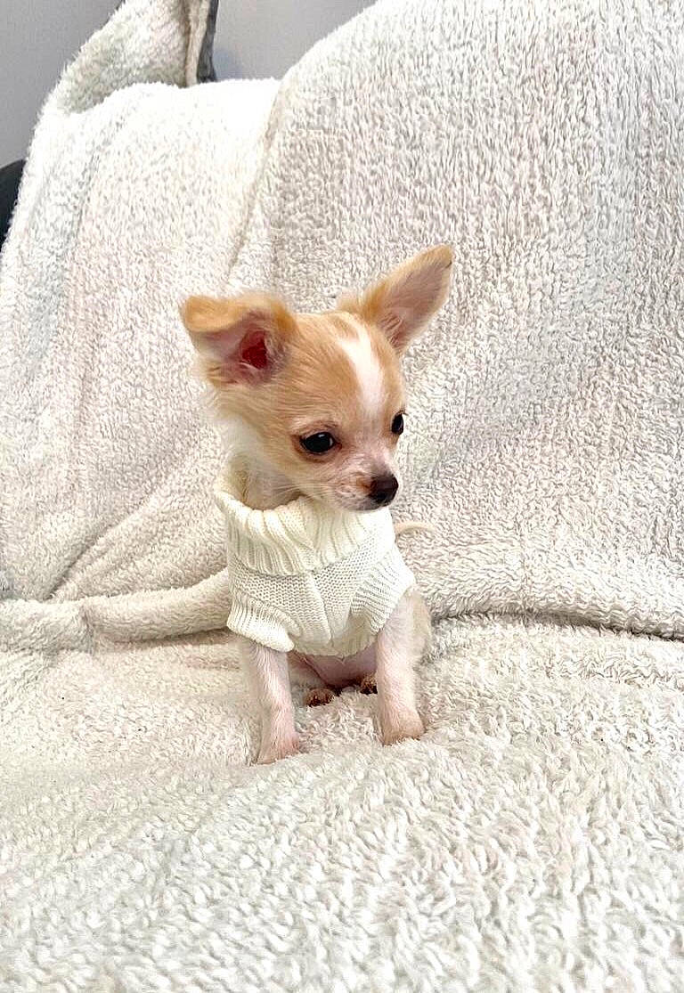 Poppy is registered to the contest to win money with this photo: canidae, carnivore, chihuahua, companion_dog, dog, dog_breed, ear, eye, fawn, fur, head, human_body, snout, sporting_group, tail, terrestrial_animal, toy_dog, whiskers, wood, working_animal