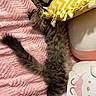 Ruben is registered to the contest to win money with this photo: cat, tabby_cat, feline, pet, sleeping, stretching, blanket, pink_blanket, pillow, yellow_pillow, chevron_pattern, plush, bear_plush, soft_texture, cozy, indoor, resting, fluffy, cute, relaxation