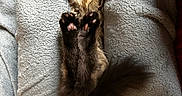 Ruben is registered to the contest to win money with this photo: cat, fluffy, paws, blanket, cozy, relaxed, stretching, fur, indoor, cute, pet, animal, whiskers, tail, sleepy, soft, feline, resting, curious, comfort