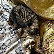 Ruben joined the competition — help win amazing prizes! cat, tabby, fluffy, bed, blanket, dandelion_pattern, curious, lying_down, phone, yellow_phone_case, fur, whiskers, ears, eyes, paws, tassels, fabric, texture, indoor, cozy