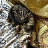 cat, tabby, fluffy, bed, blanket, dandelion_pattern, curious, lying_down, phone, yellow_phone_case, fur, whiskers, ears, eyes, paws, tassels, fabric, texture, indoor, cozy
