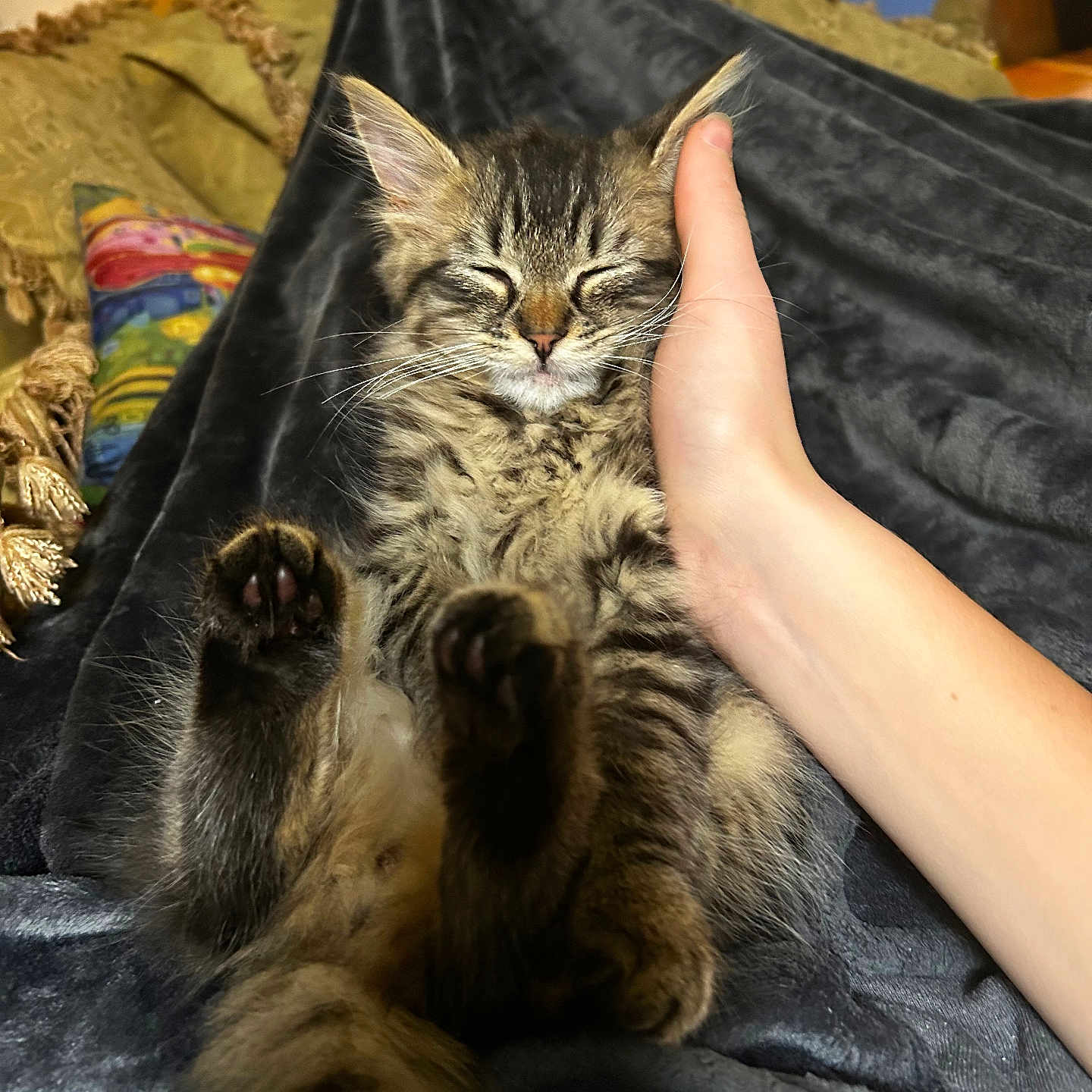 Ruben joined the competition — help win amazing prizes! kitten, cat, tabby, sleeping, relaxed, paw, hand, blanket, cushion, indoor, cozy, feline, pet, fur, closeup, comfort, cute, resting, domestic, animal