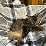 Ruben is registered to the contest to win money with this photo: kitten, cat, sleeping, furry, tabby, pet, cozy, blanket, plaid, indoor, resting, cute, animal, paw, fur, relaxation, soft, young, domestic_animal, comfort