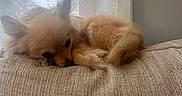 Sapphire joined the competition — help win amazing prizes! animal, beige, companion, couch, cozy, curled_up, curtain, dog, fluffy, fur, home, indoor, pet, relaxing, resting, sleepy, small_dog, soft_light, texture, window