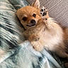 Sapphire is registered to the contest to win money with this photo: animal, blanket, comfortable, companion, couch, cozy, cute, dog, fluffy, friendly, fur, indoor, light_brown, lying_down, paw, pet, relaxed, resting, small_dog, soft_texture