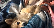 Sapphire is registered to the contest to win money with this photo: dog, puppy, blanket, cozy, fur, snuggled, cute, pet, indoor, soft, warm, resting, curious, small, animal, relaxing, colorful, comfort, sleepy, cuddle