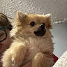 dog, pomeranian, pet, fluffy, small_dog, indoor, person, hand, glasses, face, ceiling, texture, holding, curious, alert, fur, closeup, portrait, cozy, home