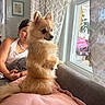 Sapphire joined the competition — help win amazing prizes! dog, pomeranian, pet, couch, pillow, child, smile, window, curtains, indoor, home, cozy, furniture, animal, fur, looking, resting, light, pattern, decor