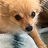 Sapphire joined the competition — help win amazing prizes! animal, blanket, brown_fur, canine, close_up, cute, dog, eyes, face, fluffy, fur, indoors, nose, pet, portrait, puppy, resting, soft_texture, whiskers, young_dog