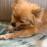 Sapphire is registered to the contest to win money with this photo: animal, blanket, closeup, companion, cozy, cute, dog, fur, grooming, indoor, nibbling, paw, pet, pomeranian, relaxed, resting, side_profile, small_dog, soft_texture, tan_fur