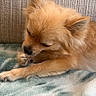 animal, blanket, closeup, companion, cozy, cute, dog, fur, grooming, indoor, nibbling, paw, pet, pomeranian, relaxed, resting, side_profile, small_dog, soft_texture, tan_fur