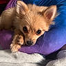dog, puppy, cute, fluffy, resting, cushion, purple, blue, soft, cozy, pet, animal, fur, small, indoors, relaxing, closeup, snuggle, adorable, companion