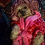 animal, bed, blanket, bonnet, comfort, cozy, cute, dog, fluffy, fur, heart_pattern, indoor, paw, pet, pink, portrait, relaxed, resting, robe, sleepy