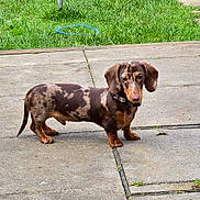 Nico joined the competition — help win amazing prizes! alert, animal, brown, canine, collar, concrete, dachshund, daylight, dog, ears, grass, mammal, outdoor, paw, pet, small_dog, snout, spotted, standing, tail