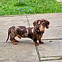 alert, animal, brown, canine, collar, concrete, dachshund, daylight, dog, ears, grass, mammal, outdoor, paw, pet, small_dog, snout, spotted, standing, tail