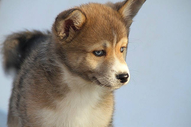 Olympe a rejoint le concours — aidez-le/la à gagner de superbes lots ! ancient_dog_breeds, canadian_eskimo_dog, canidae, carnivore, companion_dog, dog, dog_breed, east_siberian_laika, greenland_dog, mammal, norwegian_lundehund, puppy, rare_breed_dog, saarloos_wolfdog, shikoku, siberian_husky, snout, swedish_vallhund, vertebrate, wolfdog