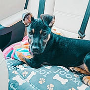 Nala Lynn is registered to the contest to win money with this photo: accessories, animal, blanket, canine, car, car_interior, carseat, couch, cushion, dog, dogbed, furniture, homedecor, hound, pet, puppy, transportation, vehicle