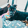 accessories, animal, blanket, canine, car, car_interior, carseat, couch, cushion, dog, dogbed, furniture, homedecor, hound, pet, puppy, transportation, vehicle