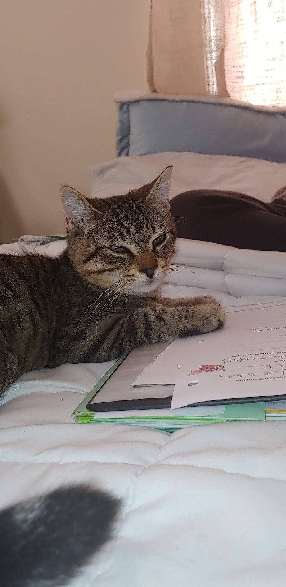 Spooky is registered to the contest to win money with this photo: aegean_cat, american_shorthair, asian, bengal, california_spangled, carnivore, cat, domestic_short_haired_cat, dragon_li, european_shorthair, felidae, kitten, nap, small_to_medium_sized_cats, tabby_cat, whiskers