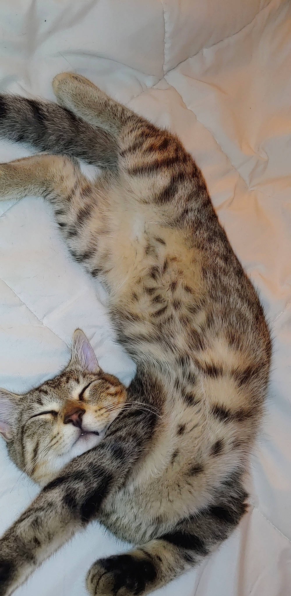 Spooky is registered to the contest to win money with this photo: asian, bengal, california_spangled, carnivore, cat, domestic_short_haired_cat, dragon_li, egyptian_mau, european_shorthair, felidae, fur, kitten, mammal, ocicat, savannah, small_to_medium_sized_cats, snout, tabby_cat, vertebrate, whiskers