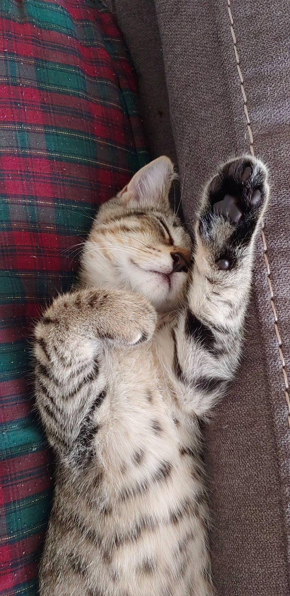 Spooky is registered to the contest to win money with this photo: american_shorthair, asian, australian_mist, california_spangled, carnivore, cat, domestic_short_haired_cat, dragon_li, egyptian_mau, european_shorthair, felidae, fur, kitten, mammal, ocicat, pixie_bob, small_to_medium_sized_cats, tabby_cat, vertebrate, whiskers