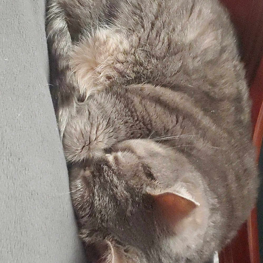 Cleo joined the competition — help win amazing prizes! cap, cat, ear, felidae, fur, headgear, small_to_medium_sized_cats, snout, tabby_cat, ushanka, whiskers