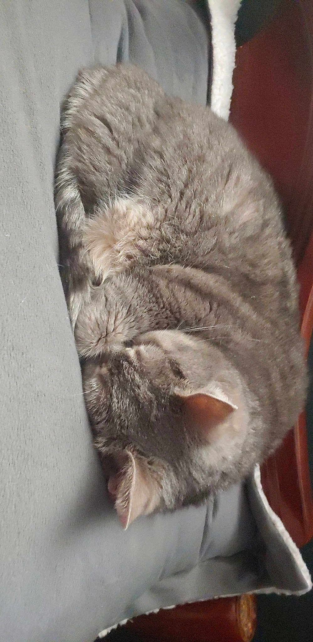 Cleo