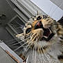 Howl is registered to the contest to win money with this photo: cat, close_up, whiskers, indoor, carpet, curious, mouth_open, fur, animal, pet, tabby, eyes, nose, face, household, box, floor, feline, portrait, tilted