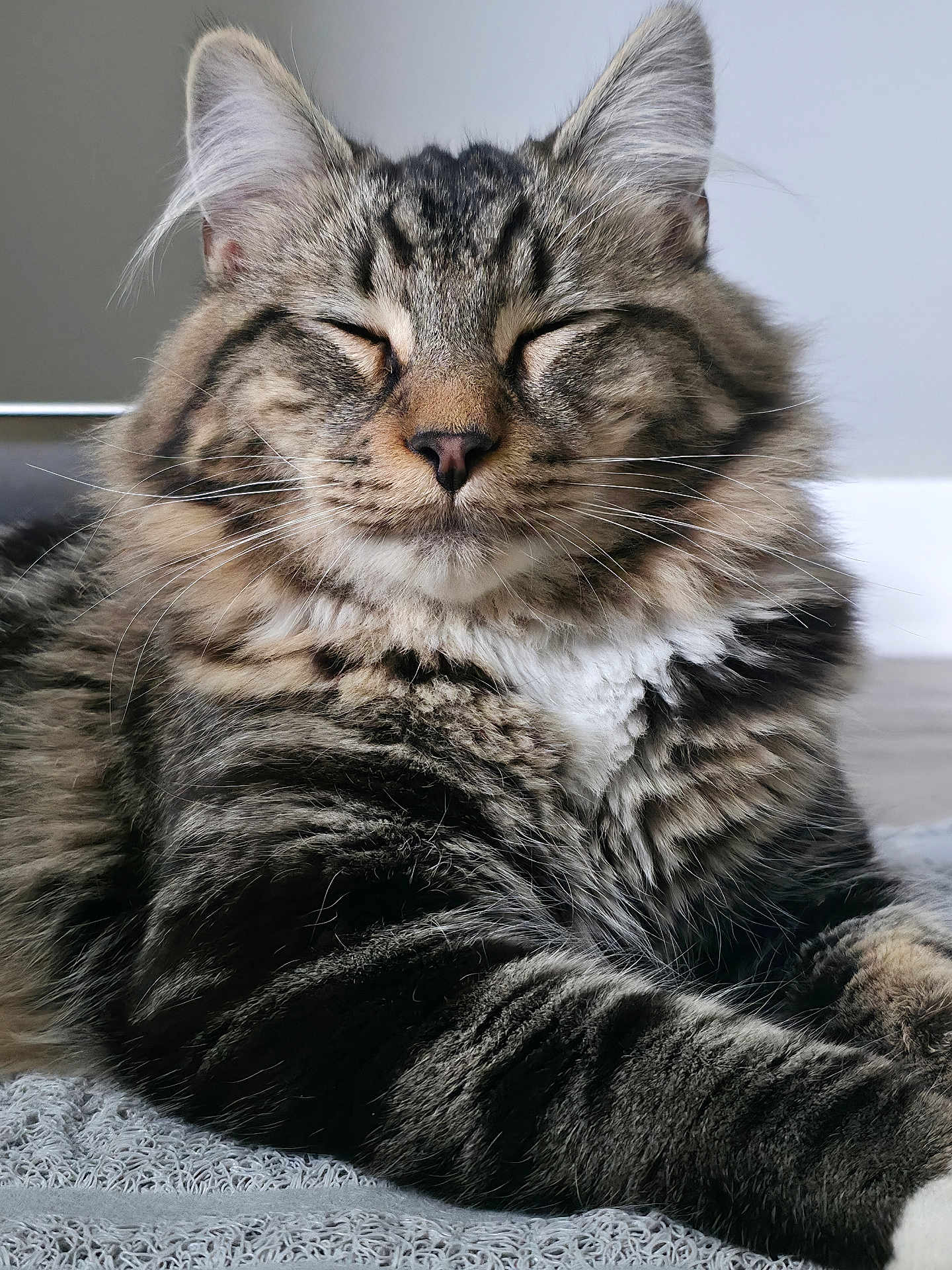 Howl joined the competition — help win amazing prizes! cat, tabby, fluffy, feline, pet, whiskers, relaxed, closeup, fur, sleepy, animal, cute, domestic, resting, indoor, soft, face, muzzle, portrait, cozy
