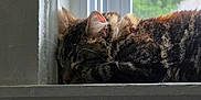 Howl joined the competition — help win amazing prizes! cat, tabby, sleeping, windowsill, window, indoor, pet, fur, whiskers, ears, cozy, resting, natural_light, animal, mammal, closeup, quiet, relaxation, home, daylight