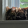 cat, tabby, sleeping, windowsill, window, indoor, pet, fur, whiskers, ears, cozy, resting, natural_light, animal, mammal, closeup, quiet, relaxation, home, daylight