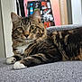 Howl is registered to the contest to win money with this photo: cat, tabby_cat, pet, indoor, carpet, feline, animal, fur, whiskers, eyes, paws, relaxed, laying_down, mammal, domestic_animal, portrait, closeup, tabby, alert, background