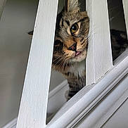 Howl is registered to the contest to win money with this photo: cat, tabby, staircase, railing, indoor, pet, animal, curious, whiskers, tongue_out, fur, closeup, wood, white_paint, eye, playful, mischievous, domestic, cute, portrait