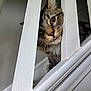 cat, tabby, staircase, railing, indoor, pet, animal, curious, whiskers, tongue_out, fur, closeup, wood, white_paint, eye, playful, mischievous, domestic, cute, portrait