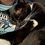 Abbey joined the competition — help win amazing prizes! cat, black_and_white_cat, sleeping, whiskers, person, tshirt, blue_tshirt, close_up, indoor, resting, pet, animal, feline, cozy, nap, fur, face, human, comfort, relaxation