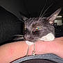 cat, black_and_white, resting, whiskers, arm, person, indoor, flash, close_up, sleepy, feline, pet, domestic_animal, cozy, fur, pink_skin, bracelet, relaxed, animal, cute