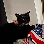 Abbey is registered to the contest to win money with this photo: cat, black_cat, white_whiskers, pet, hand, red_nails, person, clothing, shirt, pattern, american_flag, sneaker_design, indoor, relaxing, cozy, fur, whiskers, animal, companion, comfort
