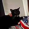 cat, black_cat, white_whiskers, pet, hand, red_nails, person, clothing, shirt, pattern, american_flag, sneaker_design, indoor, relaxing, cozy, fur, whiskers, animal, companion, comfort