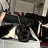 Abbey joined the competition — help win amazing prizes! animal, black_and_white, blanket, cat, comfort, couch, cozy, foot, furniture, home, indoor, lamp, lap, living_room, person, pet, relaxed, resting, sleeping, whiskers