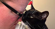 Abbey is registered to the contest to win money with this photo: affection, animal, black_and_white_cat, cat, close_up, cute, domestic_animal, eyewear, face, feline, friendship, glasses, human, indoor, love, nose_touch, person, pet, whiskers, white_shirt