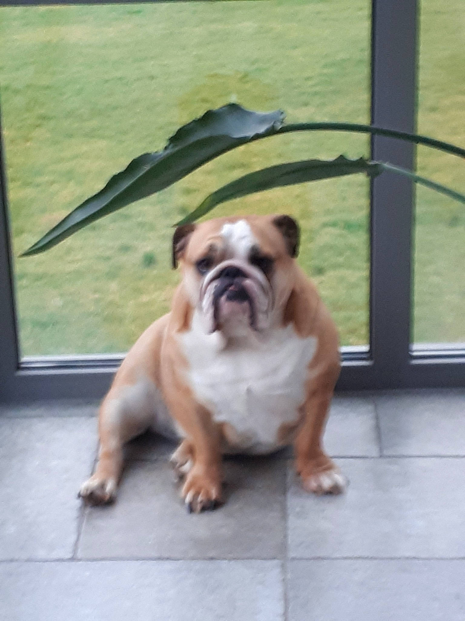 Kyra a rejoint le concours — aidez-le/la à gagner de superbes lots ! american_bulldog, australian_bulldog, british_bulldogs, bulldog, canidae, carnivore, companion_dog, dog, dog_breed, fawn, mammal, non_sporting_group, old_english_bulldog, olde_english_bulldogge, puppy, renascence_bulldogge, snout, toy_bulldog, vertebrate, white_english_bulldog