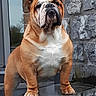 Thorgal a rejoint le concours — aidez-le/la à gagner de superbes lots ! american_bulldog, ancient_dog_breeds, australian_bulldog, british_bulldogs, bulldog, canidae, carnivore, companion_dog, dog, dog_breed, dorset_olde_tyme_bulldogge, korean_mastiff, mammal, non_sporting_group, old_english_bulldog, olde_english_bulldogge, renascence_bulldogge, snout, toy_bulldog, vertebrate